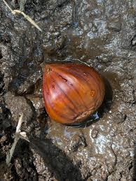Image result for Crotalaria onobrychis