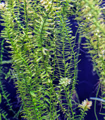 Image result for Elodea