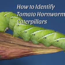 5 painted lady butterfly caterpillars (in 1 cup) with food and easy instructions. How To Identify And Control Tomato Hornworm Caterpillars Dengarden
