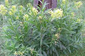 Image result for Cestrum parqui