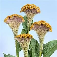 Bombay Fidor Celosia