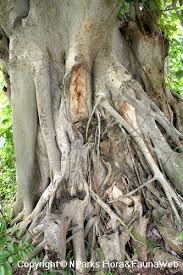 Check spelling or type a new query. Ficus Rumphii Blume Variegata