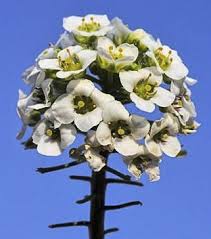 Image result for Mellera lobulata