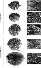 Image result for Pycreus pauper