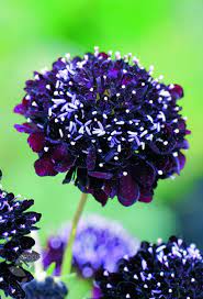 34 Scabiosa Scabious Plant Amazing Flowers Beautiful Flowers Pretty Flowers