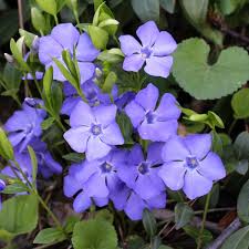 Image result for Vinca minor
