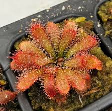 Image result for Drosera