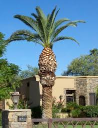 Pineapple Or Date Palm Gardening Landscaping Stack Exchange