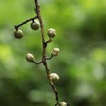 Image result for Lannea welwitschii