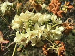 Image result for Dombeya acutangula