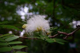 Image result for Acacia gerrardii