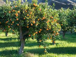 Considered to be an ugly looking fruit with an unusual shape. Fertilizing Citrus Trees Best Practices For Citrus Fertilizing Gardening Know How