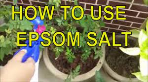 How do you use epsom salt in your garden. How To Use Epsom Salt For Plants Fertilizer For Plants Youtube