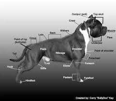 American Bully Black Pitbull Dog Price Dog Anatomy Bully Breeds Dogs Bully Dog American Bully