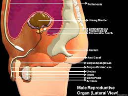 Image result for how to insert male organ into female organ