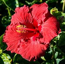 Image result for Hibiscus seineri