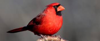 Cardinal Financial Mortgage Review A High Octane Mortgage Lender