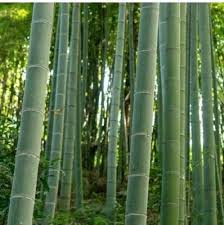 Image result for Bambusa balcooa