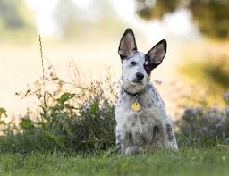 Schedule a teleadvice session to speak with a hospice veterinarian about your dog. Dog For Adoption Donovan An Australian Cattle Dog Blue Heeler Mix In Salt Lake City Ut Petfinder