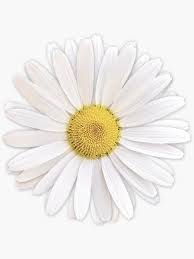 White Shasta Daisy Flower Floral Sticker Sticker By Wasootch In 2020 Floral Stickers White Daisy Tattoo Small Daisy Tattoo