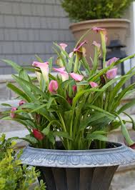 Check spelling or type a new query. All About Calla Lilies