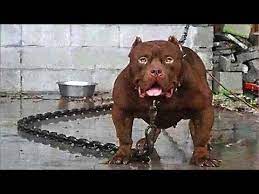 10 most dangerous dogs breeds in the world youtube dangerous dogs most dangerous dogs dog breeds