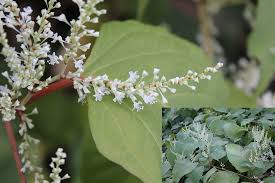 How to kill japanese knotweed? How Do You Control A Space Invader The Problem Of Japanese Knotweed In Northern Ireland Research Matters