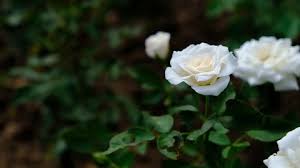 Your beautiful white roses garden stock images are ready. Beautiful Close Up Of White Rose Stock Footage Video 100 Royalty Free 1012102652 Shutterstock