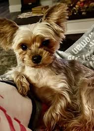 Image result for white yorkshire terrier