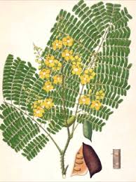 Image result for Caesalpinia sappan