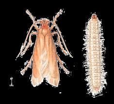 Kellerasseln im haus bekämpfen möchte man kellerasseln aus der wohnung oder dem haus vertreiben, hat das in der regel hygienische gründe. Https Www Mieterverband Ch Dam Jcr 46755c4b 8d05 4cef A012 11eed27ce6d0 Merkblatt Haushaltsschaedlinge Pdf