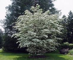 Csillagsom Kulonlegesseg Dogwood Trees Tree Seeds Trees To Plant