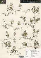 Image result for Hymenophyllum tunbridgense