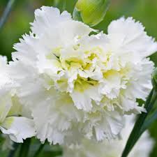 L'oeillet mignardise ou dianthus '(plum.gr) mrs sinkins' appartient à la famille des caryophyllacées. Pin On Flower Images
