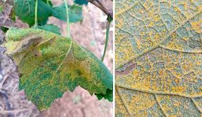 Image result for Pseudopeziza tracheiphila