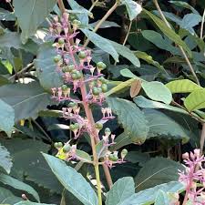 Image result for Rotheca