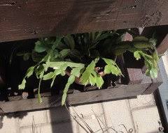 I live in zone 9/10 in florida. Can I Put My Xmas And Easter Cactus Outside For The Summer