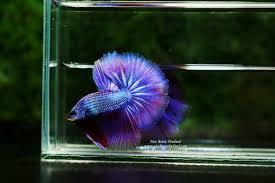 They can be found, and when they are present, a purlple betta fish will have a dark purple body with violet or orange fins. The Elusive Purple Betta Fish Nice Betta Thailand Co Ltd