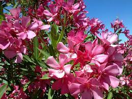 Eating These Flowers Will Kill You Instantly Kremp Florist Blog