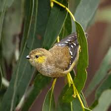 Image result for Burttia prunoides