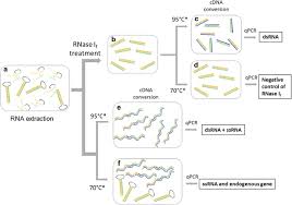 Dsrna virus in the largest biology dictionary online. Rnase I F Treated Quantitative Pcr For Dsrna Quantitation Of Rnai Trait In Genetically Modified Crops Bmc Biotechnology Full Text