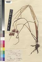 Image result for Pycreus nitidus