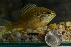 Tiny fishing is one of the many different playable games on coolmathgames.com. This Is Micro Fishing Big Interest In Tiny Fish