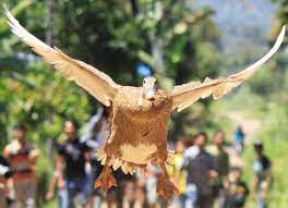 This is a unique sport (there is only one of the world's) which is held by the payakumbuh. Pacu Itiak Atau Balap Itik Tradisi Unik Dari Sumatra Barat