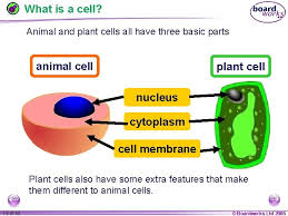 Maybe you would like to learn more about one of these? Biology Cells And The Microscope 1 Of Of