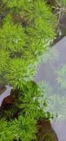 Image result for Limnophila indica