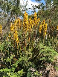 Image result for Wachendorfia