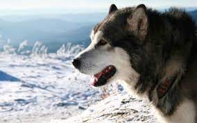 Sorted by views alaskan malamute high quality wallpapers. Full Hd Malamute Dog Desktop Wallpapers Wallpaper Cave