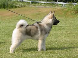 Image result for norwegian elkhound grey