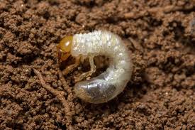 White Grubs Nc State Extension